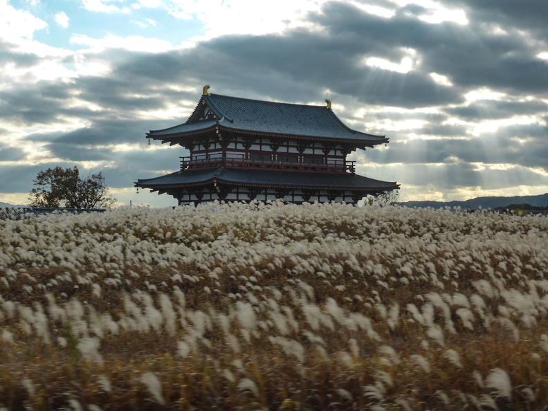 Pampasgrasfeld kurz vor Nara